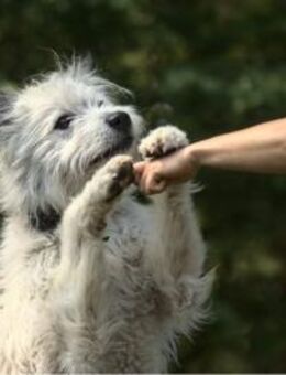 BARNEY sucht SEIN Zuhause! - Neuberg
