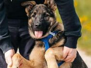 Lebhafter Floppy sucht sein Zuhause - Duisburg