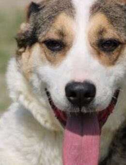 Norle - kinderlieb u. zutraulich - Lohra