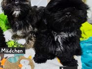 Shih-tzu Welpen - Offenbach (Main)