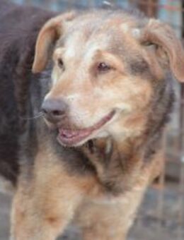 Notfall Csezar sucht seine Menschen - Essen