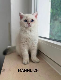 Wunderschöne Bkh Kitten abzugeben! - Braunschweig