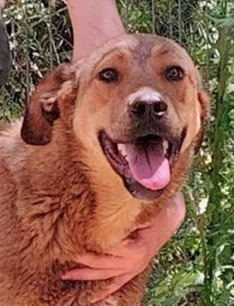 ADELE- BILDHÜBSCHE HUNDEDAME - Algermissen