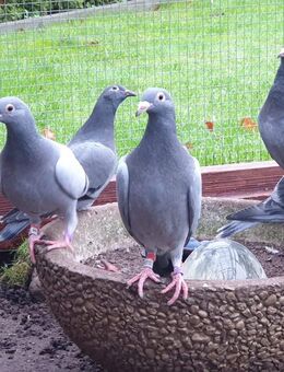 Junge brieftauben - Quickborn (Landkreis Pinneberg)