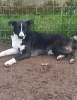 Kalle 🧡🧡🧡 Jungspund sucht Happy-Home - Bad Karlshafen