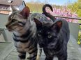 2 traumhafte Bengal Kater in 63500