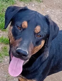 MARIA sucht ihre Traumfamilie - Sulzfeld (Baden-Württemberg)