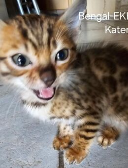 3 süße Mix Kitten abzugeben - Kalletal