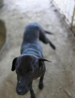 Stella - sooo menschenbezogen - Dreikirchen