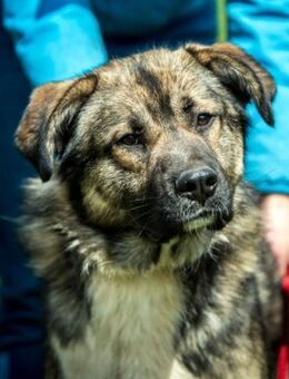 Glorian von kettenlos - Bollingstedt