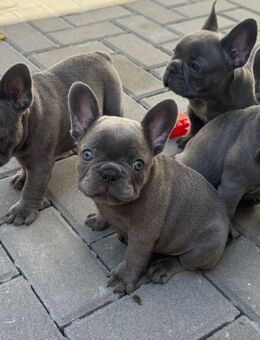 Reinrassige französische Bulldogge Welpen blue- Bub ,blue-fawn Mädchen - Boxberg (Baden-Württemberg)