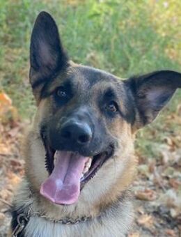 Dias, geb. ca. 09/2024, GRIECHENLAND - Euskirchen