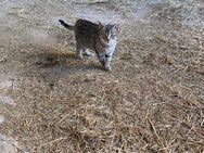 Katze - Uder