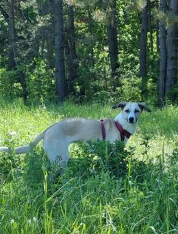 Ivy, sucht aktives Zuhause - Seefeld (Bayern)