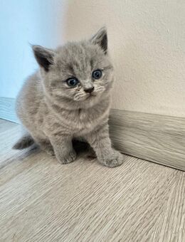 Britisch Kurzhaar Kitten - Niederdorfelden
