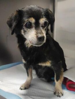 Stacy sucht ihr Für-immer-Zuhause (I) - Ludwigshafen (Rhein)