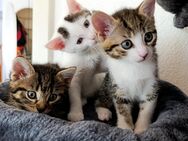 3 kleine Stuben Tiger suchen neue Zuhause - Backnang Zentrum