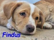 Findus dringend Paten gesucht!! 1/25 ESP - Ruppertsecken