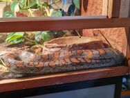 Kornnatter-Dame "Matilda" mit oder ohne Terrarium – liebevoll gehalten, gesund & zahm - Geratskirchen