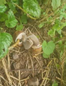 Weinbergschnecken (Helix Pomatia) - Duderstadt Zentrum