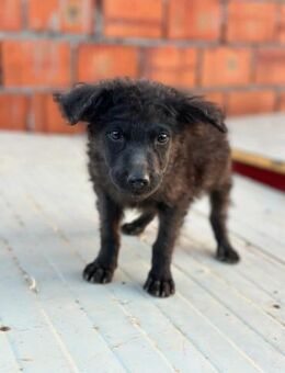 🐾 Baloo sucht sein Zuhause 🏡 🐾 - Freilassing