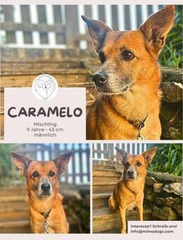 Caramelo: Sonnenschein mit großen Augen - Brühl (Nordrhein-Westfalen)