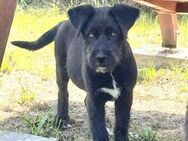 Eléa mit großem Herz sucht Körbchen - Schwalmtal (Nordrhein-Westfalen)