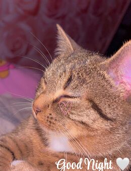 Lilo & Stich Suchen ein Zuhause ZUSAMMEN! - Kiel Mettenhof