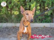 Tinkerbell - Gelnhausen