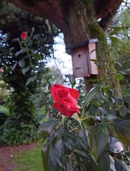 Exklusiv ausgestattete Wohnung in ruhiger und angenehmer Lage! - Münster