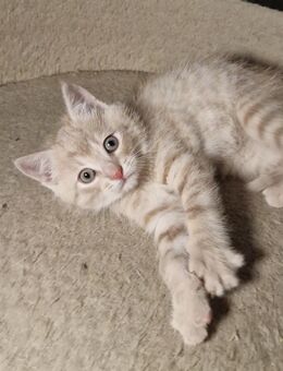 Kitten, Fichtelgebirge, Junge, Orange - Marktleuthen