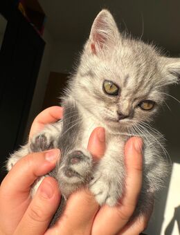 Zauberhaftes Kitten „Appa“ sucht ein liebevolles Zuhause - Lennestadt