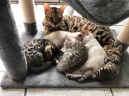 Zauberhafte Bengal Kitten Reinrassig Snow Lynx und Silver mit tollen Muster und Rosetten - Werther (Westfalen)