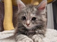 Maine Coon Kitten reinrassig - Breitungen (Werra)