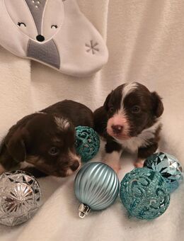 Corgi Pudel Mix Welpen - Königsbrunn