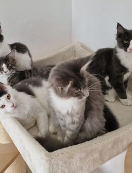 ❤️Reinrassige Maine Coon Kitten auszugsbereit❤️ - Zweibrücken