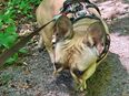 Der Hund in 29386