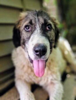 Vasili, großer Schelm möchte geliebt we - Oberhausen