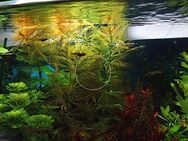 Quirlblättriges Tausendblatt, Aquarienpflanze, Versand/ Abholung - Mechernich