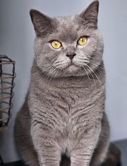 Britisch Kurzhaar Kater Aslan Sucht eine neue Familie - Moers