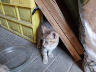2 Katzenkinder (männlich) abzugeben - Mügeln Zentrum