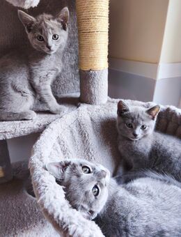 Russisch Blau Kitten - Minden Meißen