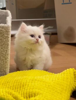 BKH/BLH Mix Kitten - Gotha