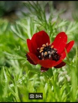 Adonisröschen (Adonis aestivalis), Blutauge, Blutströpfchen - Horgenzell