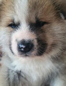 Akita Inu Rüde - Berlin