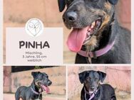 Pinha - Herzenshündin auf vier Pfoten - Brühl (Nordrhein-Westfalen)