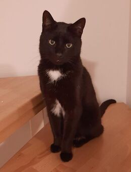 Blacky - Europäische Kurzhaar - 5 Jahre - Tierhilfe Franken e.V: - Lauf (Pegnitz) Zentrum