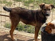 Junghund SAM sucht liebes Zuhause - Neuberg