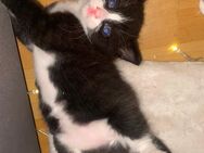 Britischer mischlings Kater - Ibbenbüren Zentrum