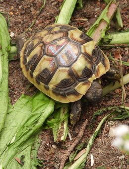 Junge griechische Landschildkröten THB von 2024 mit Cites-Bescheinigung - Königslutter (Elm)
